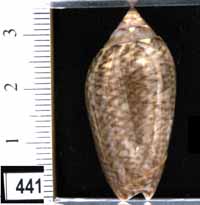 Oliva (Americoliva) olssoni