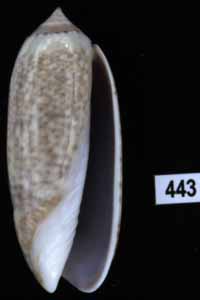 Oliva (Miniaceoliva) ornata