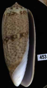 Oliva (Arctoliva) pacifica