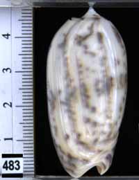 Oliva (Miniaceoliva) ponderosa