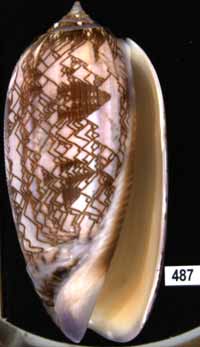 Oliva (Porphyria) porphyria