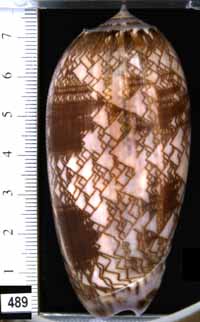 Oliva (Porphyria) porphyria
