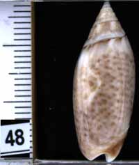 Oliva (Acutoliva) australis