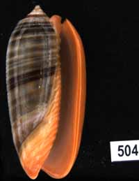 Oliva (Viduoliva) rubrolabiata