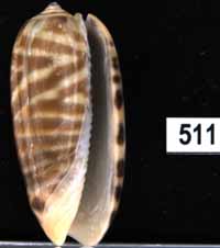 Oliva (Parvoliva) rufula