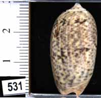 Oliva (Carmione) similis