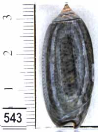 Oliva (Oliva) staleyi