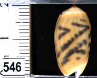 Oliva (Neocylindrus) tessellata