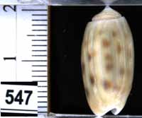 Oliva (Neocylindrus) tessellata