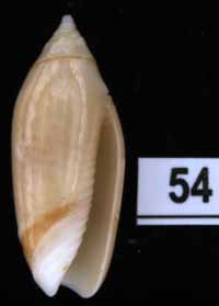Oliva (Acutoliva) australis pallescens