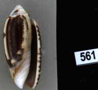 Oliva (Oliva) tigridella