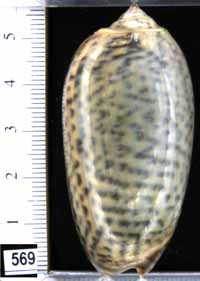 Oliva (Carmione) tigrina