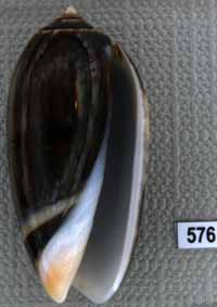 Oliva (Carmione) tigrina f. glandiformis
