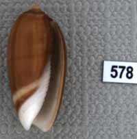 Oliva (Carmione) tigrina f. fallax