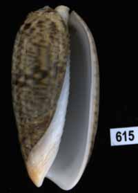 Oliva (Viduoliva) vidua f. cincta