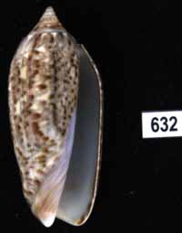 Oliva (Americoliva) violacea f. rejecta