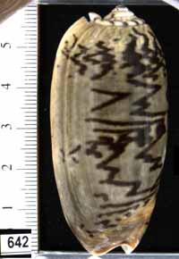 Oliva (Viduoliva) vidua f. fulminans