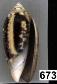 Oliva (Oliva) tigridella