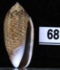 Oliva (Oliva) brettinghami