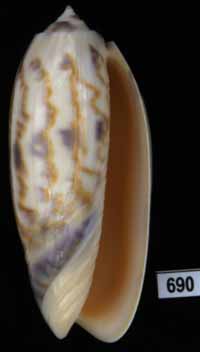 Oliva (Miniaceoliva) lamberti
