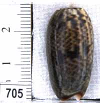 Oliva (Viduoliva) keenii