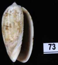 Oliva (Carmione) bulbiformis