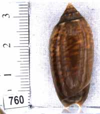 Oliva (Americoliva) spicata f. fuscata