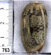 Oliva (Viduoliva) keenii