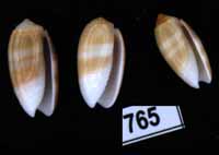 Oliva (Galeolella) carneola