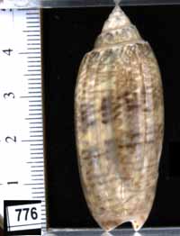 Oliva (Americoliva) sayana