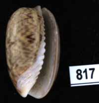 Oliva (Musteloliva) concavospira
