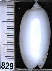 Oliva (Carmione) bulbosa f. immaculata