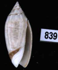 Oliva (Acutoliva) australis pallescens