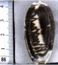 Oliva (Carmione) bulbosa f. fabagina