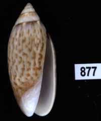 Oliva (Felicioliva) kaleontina chimu