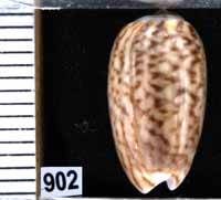 Oliva (Galeolella) picta