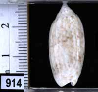 Oliva (Americoliva) reclusa