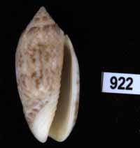 Oliva (Americoliva) reticularis