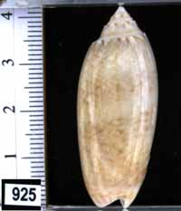 Oliva (Americoliva) sayana cf. citrina