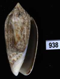 Oliva (Americoliva) subangulata