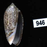 Oliva (Americoliva) venulata