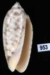 Oliva (Miniaceoliva) ponderosa