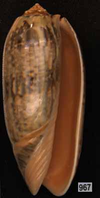 Oliva (Miniaceoliva) miniacea