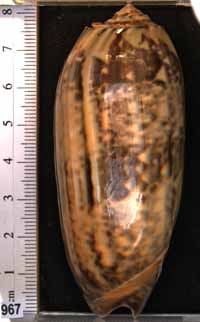 Oliva (Miniaceoliva) miniacea
