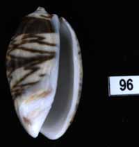 Oliva (Carmione) bulbosa f. fabagina