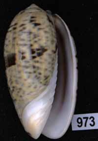 Oliva (Carmione) lecoquiana