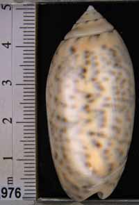 Oliva (Miniaceoliva) caerulea