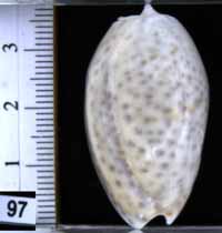 Oliva (Carmione) bulbosa