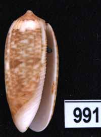 Oliva (Galeolella) todosina